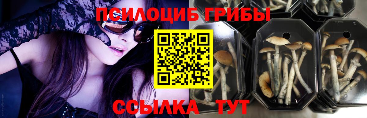 что такое   Вход с VPN  Ливны  Галлюциногенные грибы Psilocybine cubensis 
